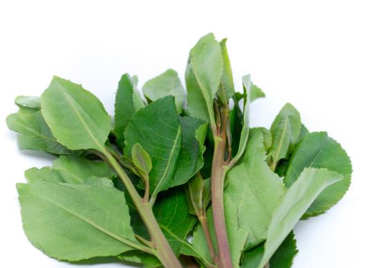 Close up green khat leaves