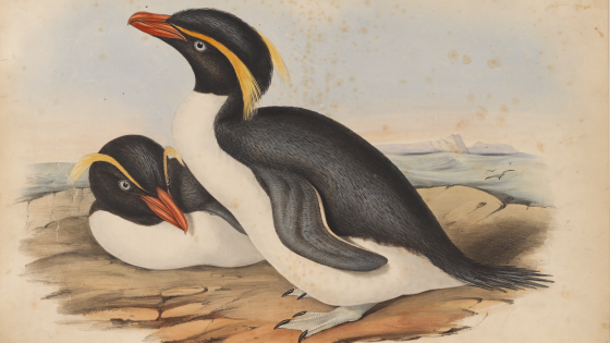 Image of penguins from Birds of Australia